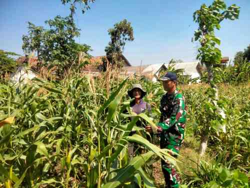 Koramil Wonomerto Dampingi Perawatan Jagung, Perkuat Ketahanan Pangan Nasional Koramil Wonomerto Dampingi Perawatan Jagung, Perkuat Ketahanan Pangan Nasional