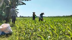 Turun ke Sawah, Polsek Sumberasih Pastikan Lahan Jagung Binaan Tumbuh Optimal