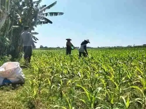Turun ke Sawah, Polsek Sumberasih Pastikan Lahan Jagung Binaan Tumbuh Optimal