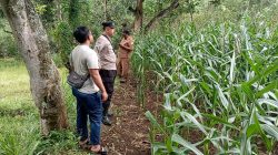 Polri Hadir untuk Petani, Polsek Tongas Monitoring Jagung Demi Ketahanan Pangan Polri Hadir untuk Petani, Polsek Tongas Monitoring Jagung Demi Ketahanan Pangan