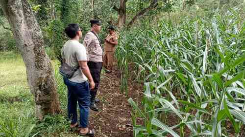 Polri Hadir untuk Petani, Polsek Tongas Monitoring Jagung Demi Ketahanan Pangan