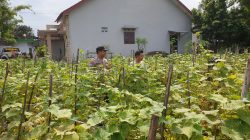Sinergi Polisi dan Petani di Lumajang, Produktivitas Pertanian Terus Didorong