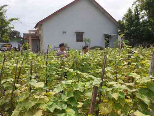 Sinergi Polisi dan Petani di Lumajang, Produktivitas Pertanian Terus Didorong Sinergi Polisi dan Petani di Lumajang, Produktivitas Pertanian Terus Didorong