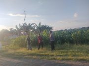 Polri Hadir di Tengah Petani, Polsubsektor Kanigaran Perkuat Sinergi Ketahanan Pangan