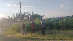Polri Hadir di Tengah Petani, Polsubsektor Kanigaran Perkuat Sinergi Ketahanan Pangan Polri Hadir di Tengah Petani, Polsubsektor Kanigaran Perkuat Sinergi Ketahanan Pangan