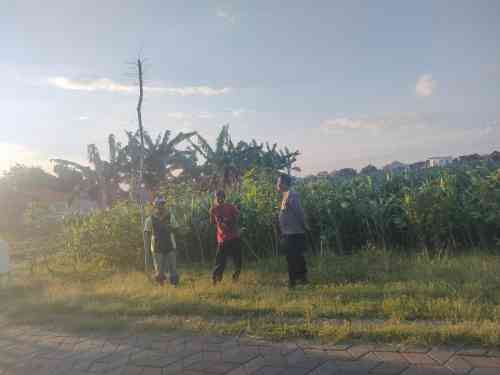 Polri Hadir di Tengah Petani, Polsubsektor Kanigaran Perkuat Sinergi Ketahanan Pangan