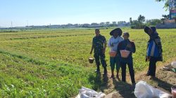 Perkuat Ketahanan Pangan, Koramil Kanigaran Dampingi Pemupukan Jagung Perkuat Ketahanan Pangan, Koramil Kanigaran Dampingi Pemupukan Jagung