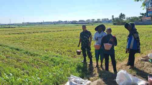 Perkuat Ketahanan Pangan, Koramil Kanigaran Dampingi Pemupukan Jagung