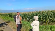 Polsek Sumberasih Dampingi Petani Jagung di Probolinggo, Dukung Ketahanan Pangan Nasional