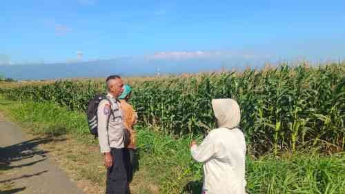 Polsek Sumberasih Dampingi Petani Jagung di Probolinggo, Dukung Ketahanan Pangan Nasional
