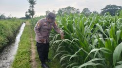 Polsek Pasirian Perkuat Ketahanan Pangan, Bhabinkamtibmas Dampingi Petani dan Warga