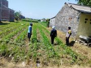Monitoring Lahan Jagung oleh Polsubsektor Kanigaran Perkuat Sinergi Polri dan Petani di Probolinggo