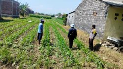 Monitoring Lahan Jagung oleh Polsubsektor Kanigaran Perkuat Sinergi Polri dan Petani di Probolinggo Monitoring Lahan Jagung oleh Polsubsektor Kanigaran Perkuat Sinergi Polri dan Petani di Probolinggo
