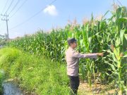 Dukung Ketahanan Pangan, Bhabinkamtibmas Sumbersuko Monitoring Lahan Jagung Warga