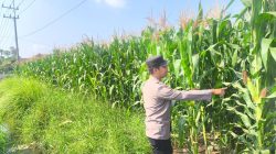 Dukung Ketahanan Pangan, Bhabinkamtibmas Sumbersuko Monitoring Lahan Jagung Warga