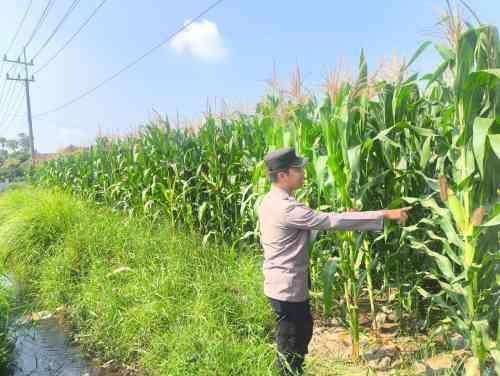 Dukung Ketahanan Pangan, Bhabinkamtibmas Sumbersuko Monitoring Lahan Jagung Warga Dukung Ketahanan Pangan, Bhabinkamtibmas Sumbersuko Monitoring Lahan Jagung Warga