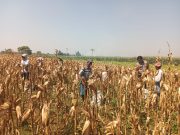 Polsek Wonoasih Sambangi Petani, Perkuat Sinergi Wujudkan Ketahanan Pangan Nasional