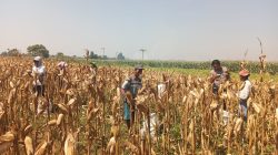 Polsek Wonoasih Sambangi Petani, Perkuat Sinergi Wujudkan Ketahanan Pangan Nasional
