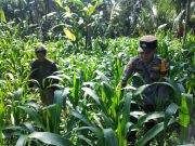 Bhabinkamtibmas Ranuyoso Aktif Dampingi Petani, Wujud Dukungan Swasembada Pangan