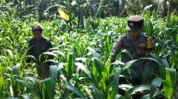 Bhabinkamtibmas Ranuyoso Aktif Dampingi Petani, Wujud Dukungan Swasembada Pangan