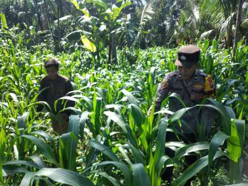Bhabinkamtibmas Ranuyoso Aktif Dampingi Petani, Wujud Dukungan Swasembada Pangan Bhabinkamtibmas Ranuyoso Aktif Dampingi Petani, Wujud Dukungan Swasembada Pangan