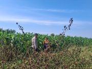 Polri Hadir di Lahan Jagung, Bhabinkamtibmas Sumber Wetan Dukung Ketahanan Pangan