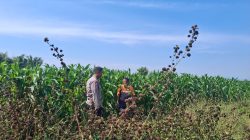 Polri Hadir di Lahan Jagung, Bhabinkamtibmas Sumber Wetan Dukung Ketahanan Pangan
