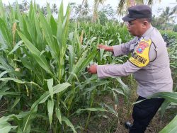 Dukung Swasembada Pangan, Bhabinkamtibmas Polsek Padang Intensif Dampingi Kelompok Tani