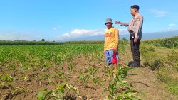 Pantau Lahan Jagung 13 Hektare, Polsek Sumberasih Pererat Sinergi dengan Kelompok Tani