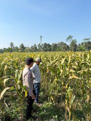 Polisi Dampingi Panen Jagung di Senduro, Perkuat Sinergi Petani Dukung Ketahanan Pangan Nasional