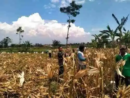 TNI Turun ke Sawah, Koramil Kanigaran Kawal Panen Jagung Demi Ketahanan Pangan Nasional