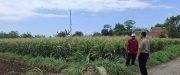 Lahan Jagung Binaan Polri di Sumberasih Diprediksi Panen Melimpah pada September 2026