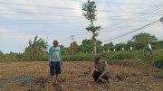 Demi Ketahanan Pangan, Polisi Cek Perkembangan Jagung Binaan di Wringinanom