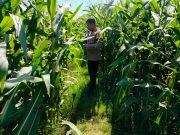 Bhabinkamtibmas Kanigaran Cek Jagung Siap Panen, Petani Diberi Imbauan Kamtibmas