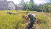 Dukung Program Ketahanan Pangan, Babinsa Koramil Maron Terjun Langsung Dampingi Petani Panen