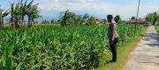 Ketahanan Pangan Jadi Prioritas, Polisi Pantau Langsung Lahan Jagung 3 Hektare di Sumberasih
