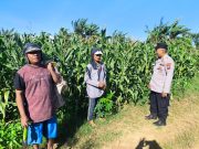 Polisi Pantau Lahan Jagung di Kedopok, Panen Raya Siap Dukung Ketahanan Pangan Nasional