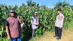 Polisi Pantau Lahan Jagung di Kedopok, Panen Raya Siap Dukung Ketahanan Pangan Nasional