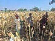 Polisi Dorong Petani Kedopok Jual Jagung ke Bulog untuk Perkuat Ketahanan Pangan Nasional