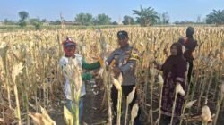 Polisi Dorong Petani Kedopok Jual Jagung ke Bulog untuk Perkuat Ketahanan Pangan Nasional