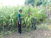 TNI Hadir di Sawah, Koramil Wonomerto Intensif Dampingi Petani Demi Ketahanan Pangan
