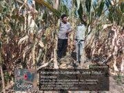 Polisi dan Petani Bersinergi, Lahan Jagung di Sumberasih Siap Panen Agustus 2026