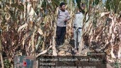 Polisi dan Petani Bersinergi, Lahan Jagung di Sumberasih Siap Panen Agustus 2026