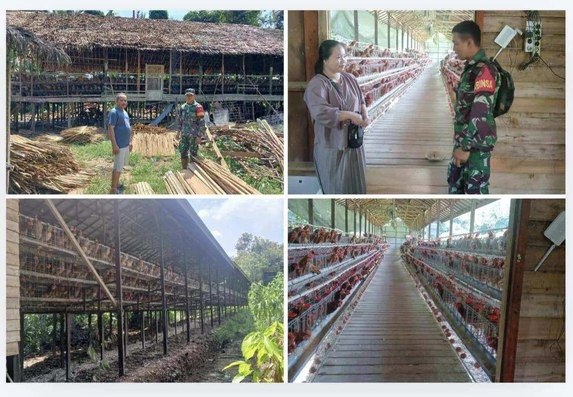 Babinsa Sambangi Peternak Ayam Petelur di HST, Produksi 750 Butir Telur per Hari