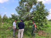 Babinsa Koramil 0908-03/Anggana Perkuat Ketahanan Pangan Melalui Komsos Bersama Petani Durian