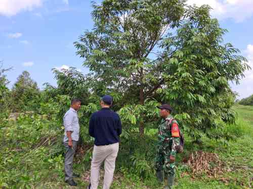 Babinsa Koramil 0908-03/Anggana Perkuat Ketahanan Pangan Melalui Komsos Bersama Petani Durian