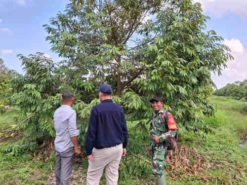 Babinsa Koramil 0908-03/Anggana Perkuat Ketahanan Pangan Melalui Komsos Bersama Petani Durian