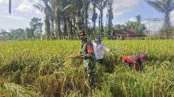 Babinsa Turun ke Sawah, Wujud Nyata TNI Dukung Ketahanan Pangan Nasional