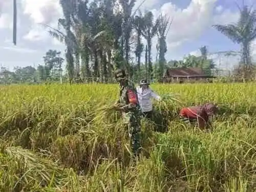 Babinsa Turun ke Sawah, Wujud Nyata TNI Dukung Ketahanan Pangan Nasional