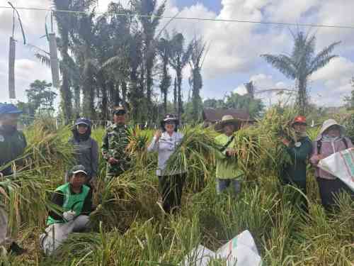 Babinsa Turun ke Sawah, Wujud Nyata TNI Dukung Ketahanan Pangan Nasional